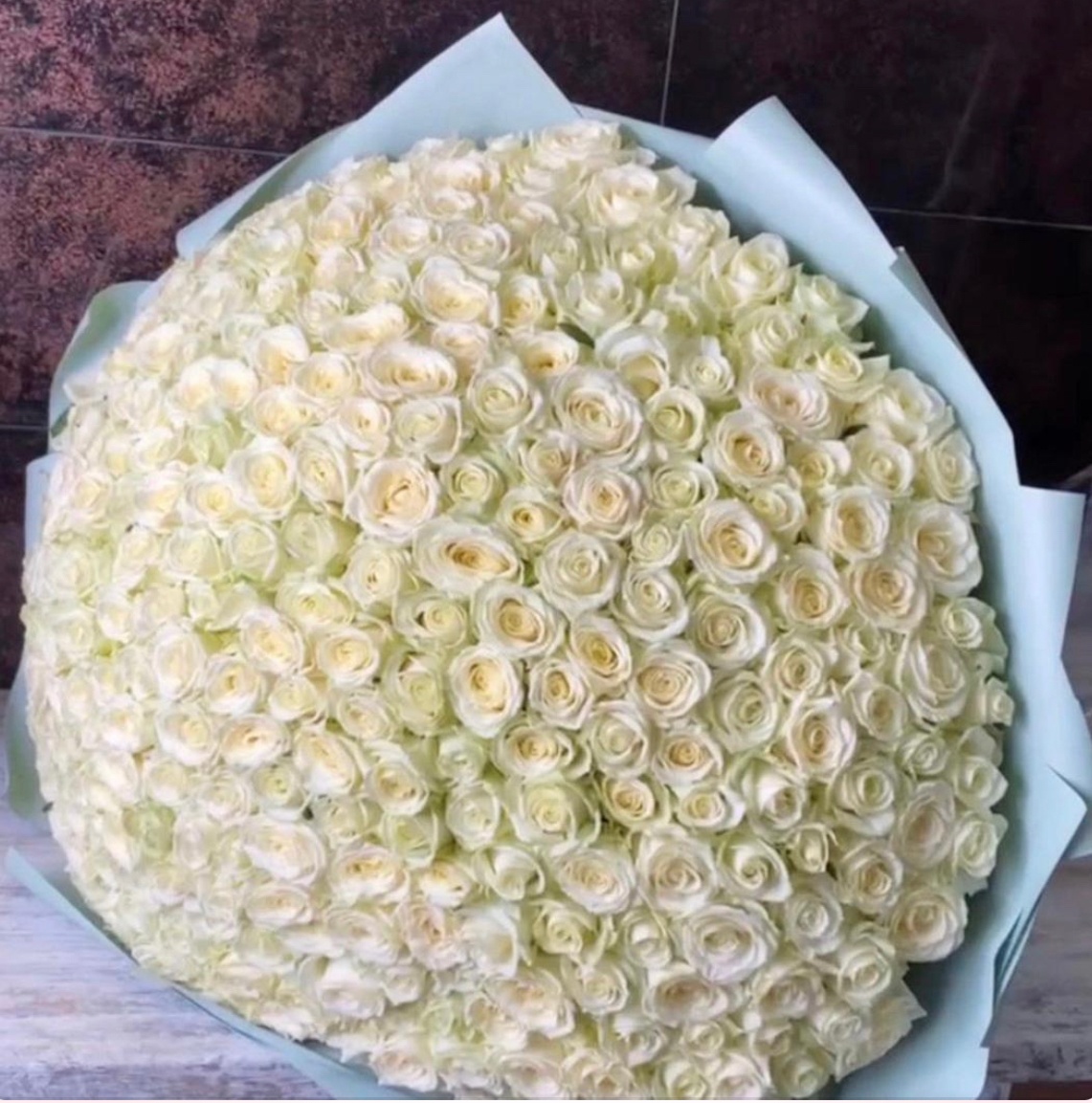 301 Біла троянда, 80 см
