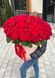 101 Червона троянда в шляпній коробці XXL "Неймовірний подарунок"
